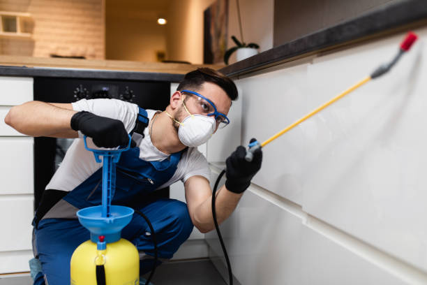 Best Flea Control Services  in Kensington, CT