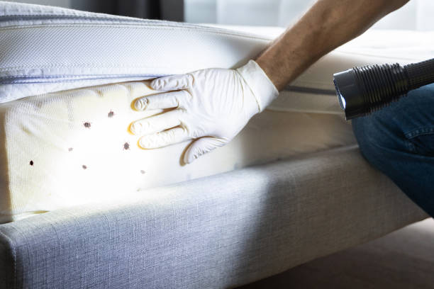 Best Pest Removal Services  in Kensington, CT