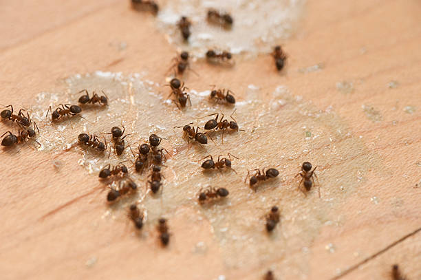 Best Affordable Pest Control Services  in Kensington, CT