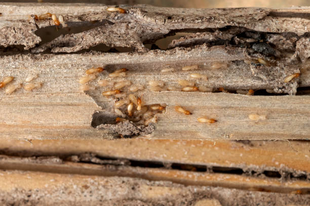 Best Wasp Removal Services  in Kensington, CT